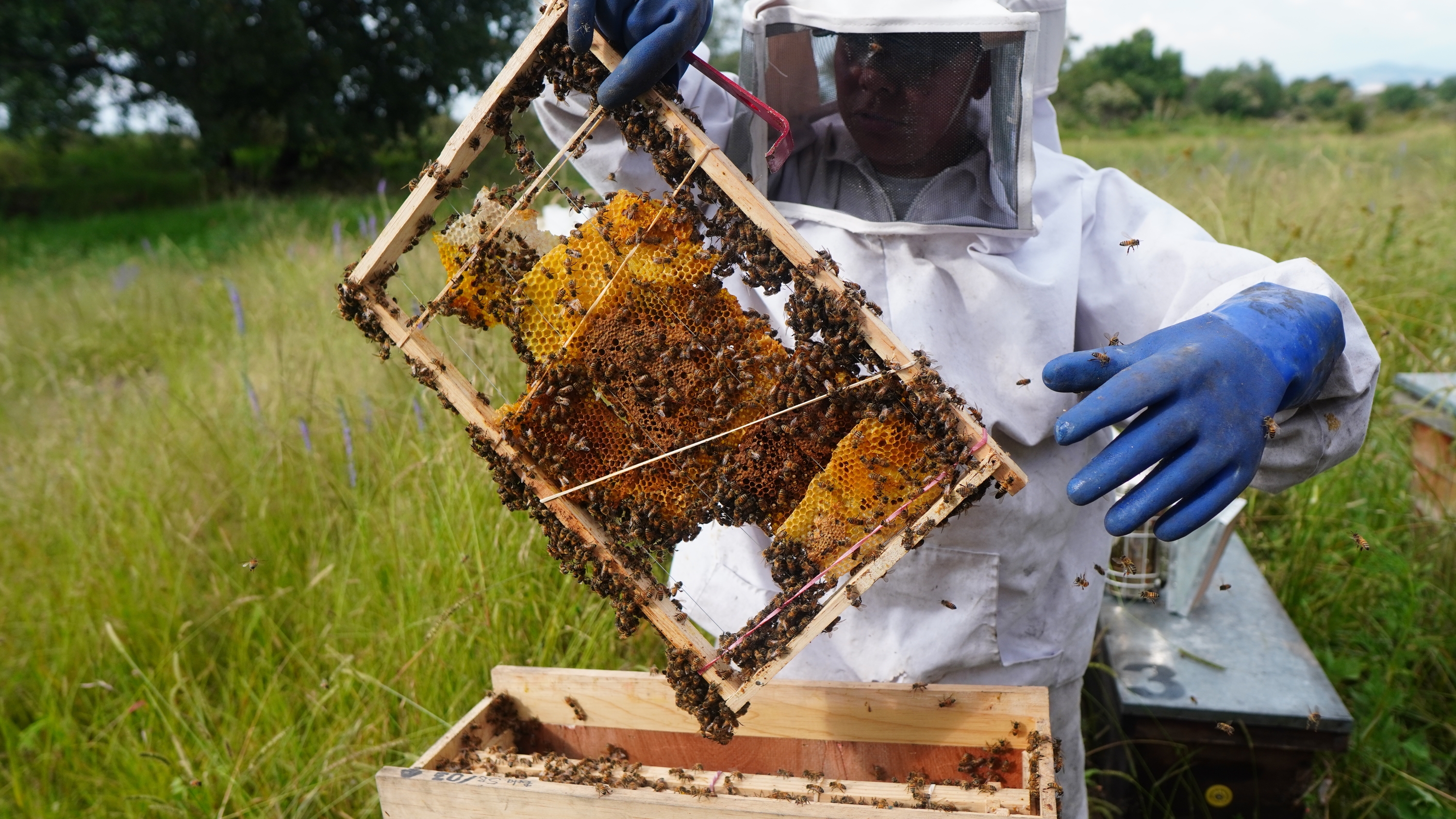 Adriana Véliz hace una revisión de los panales en el apiario de Abeja Negra SOS Xoxhimilco. DIEGO TORRES PANTÍN