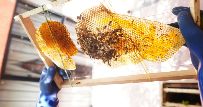 Un bastidor con fragmentos de panal guía a las abejas hacia la nueva colmena. DTP