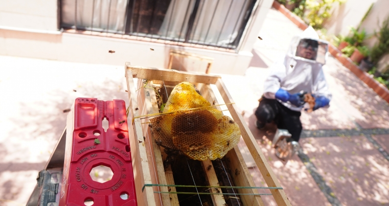 Adriana deja las partes de un panal al lado del bastidor para que las abejas vayan acercándose. DTP