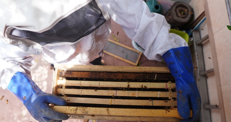 Los bastidores se colocan dentro de la caja que funcionará como colmena. DTP