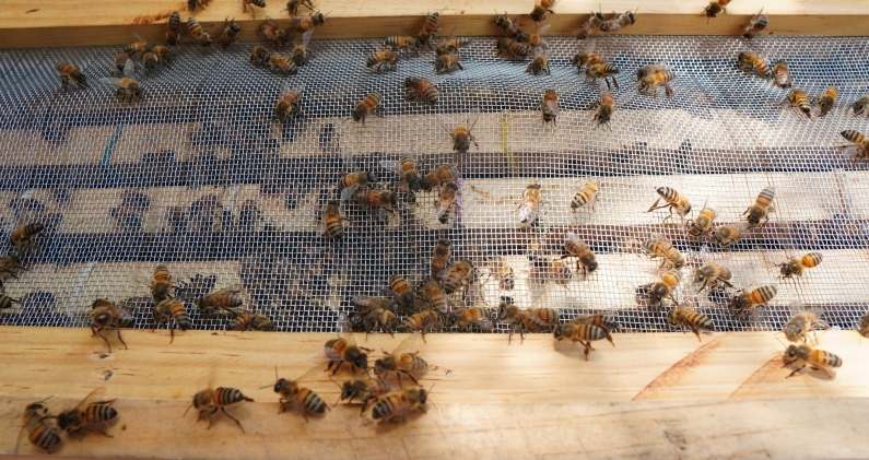 Las abejas van acercándose a la nueva colmena, aunque siempre quedan algunas fuera de los bastidores. DTP