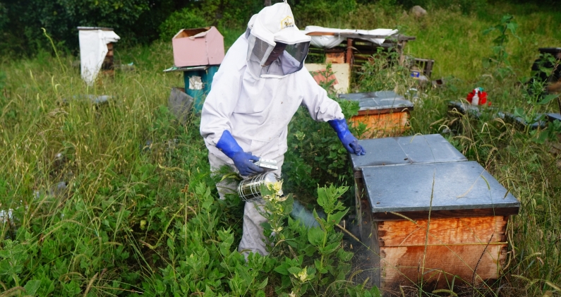 Las visitas al apiario deben hacerse con cierta regularidad para garantizar la seguridad de las abejas. DTP