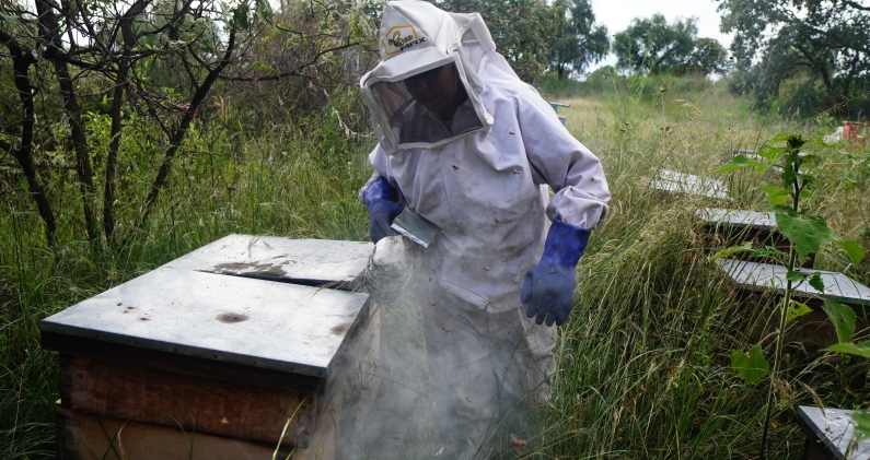 Adriana vierte humo para evitar que las abejas se escapen cuando abra la caja. DTP
