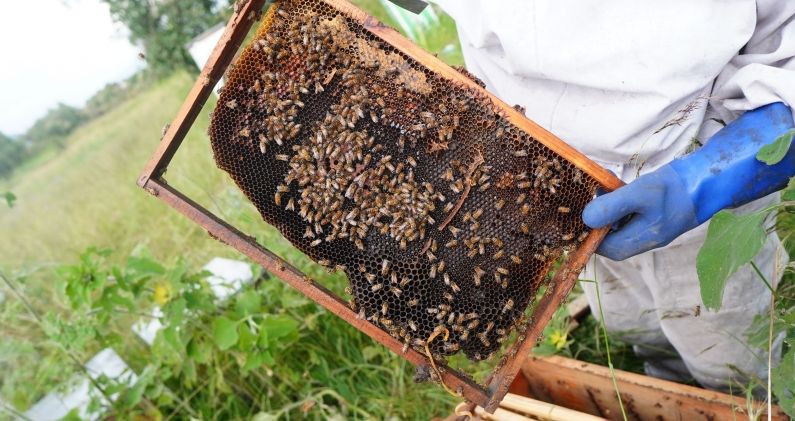 El tiempo de vida de un panal se puede verificar por su estado. DTP