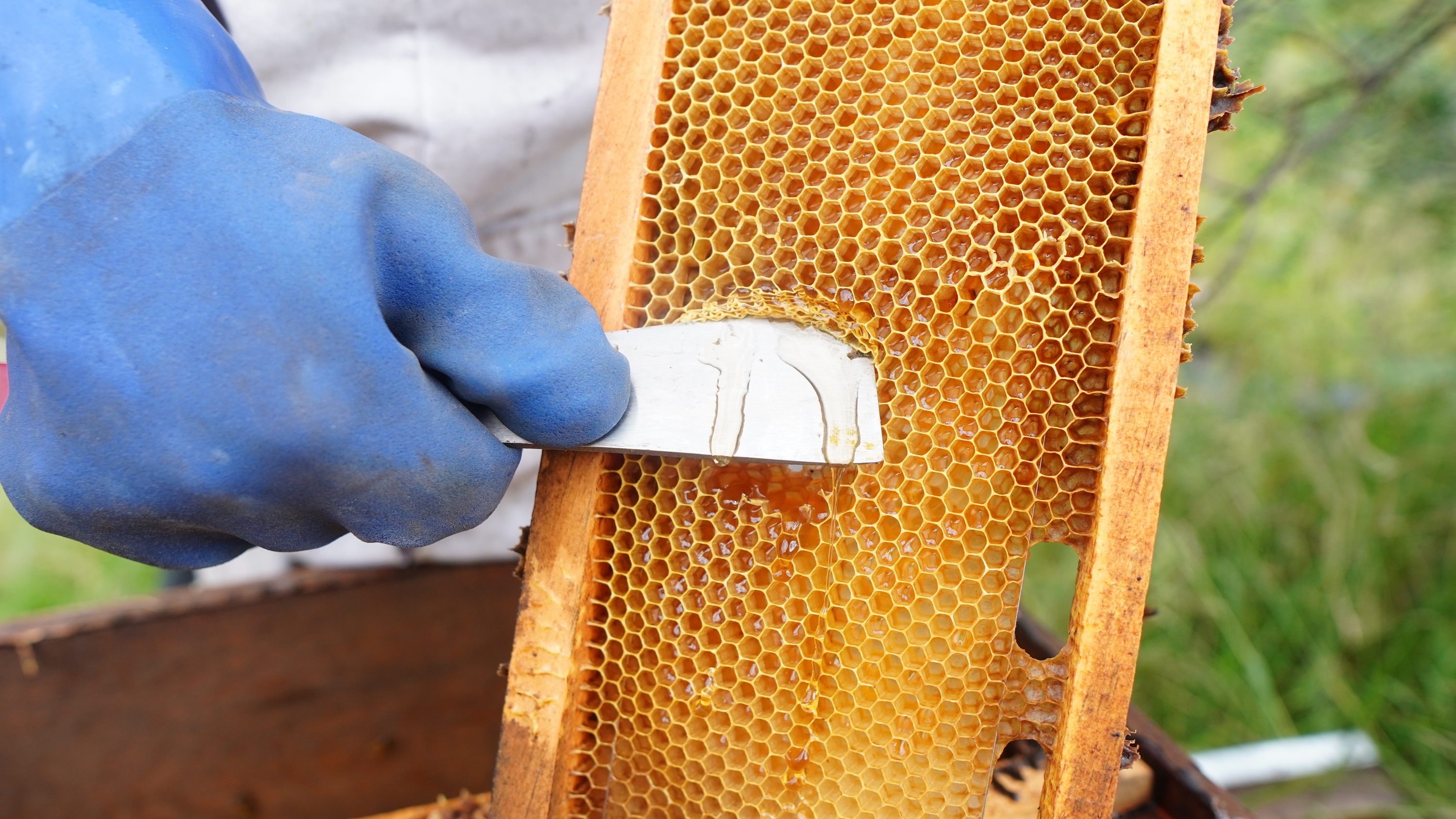 La miel se extrae de forma artesanal, sin procesos industriales ni maquinaria pesada. DTP