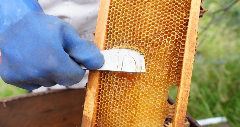 La miel se extrae de forma artesanal, sin procesos industriales ni maquinaria pesada. DTP