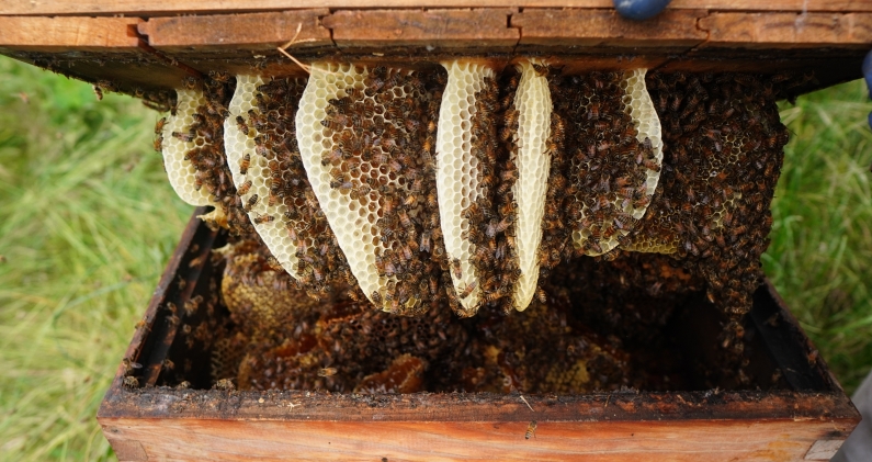 Dentro de las cajas, las abejas comienzan a construir nuevos panales. DTP