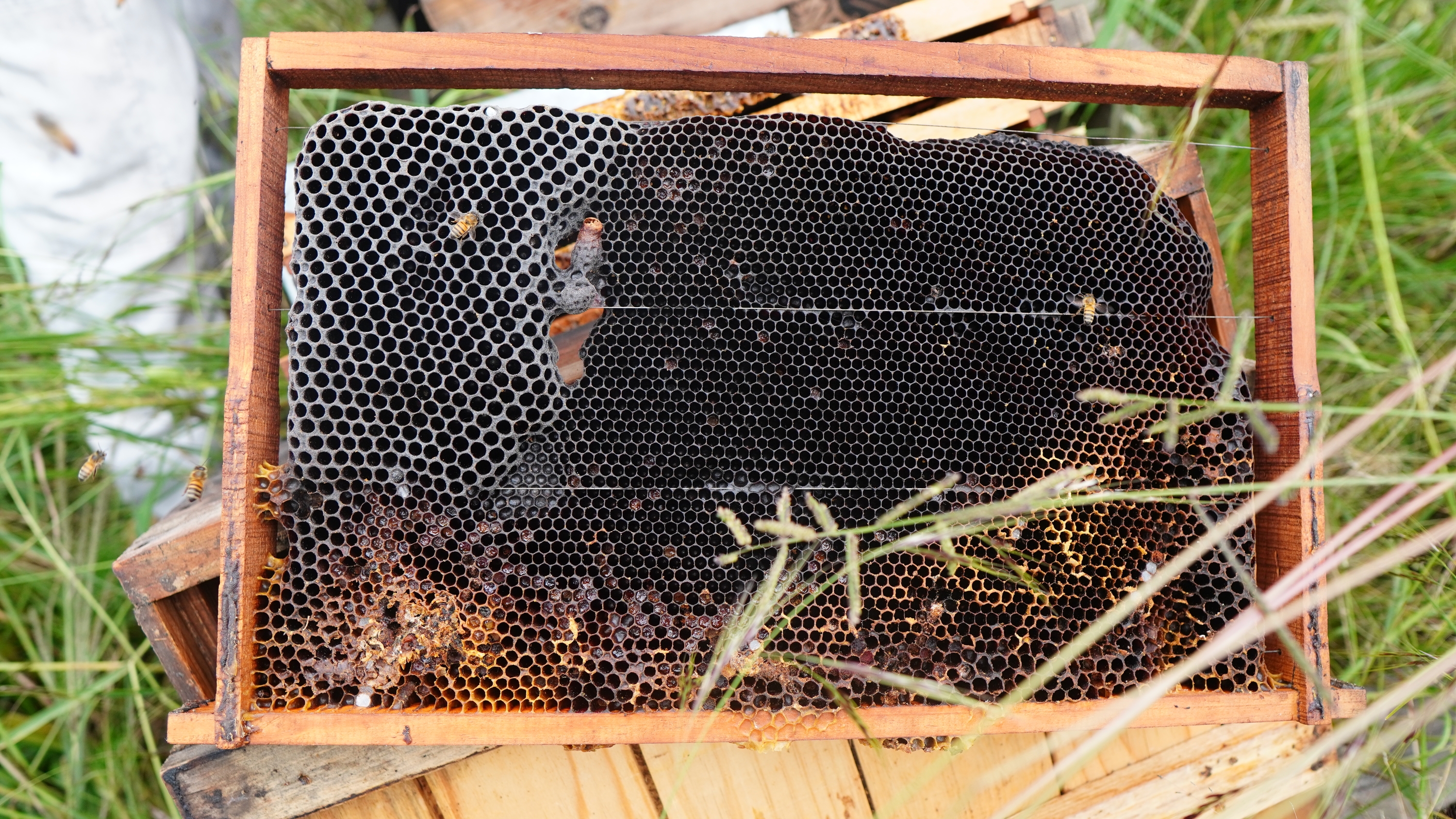 Los panales abandonados se retiran para dar espacio a nuevas construcciones. DTP