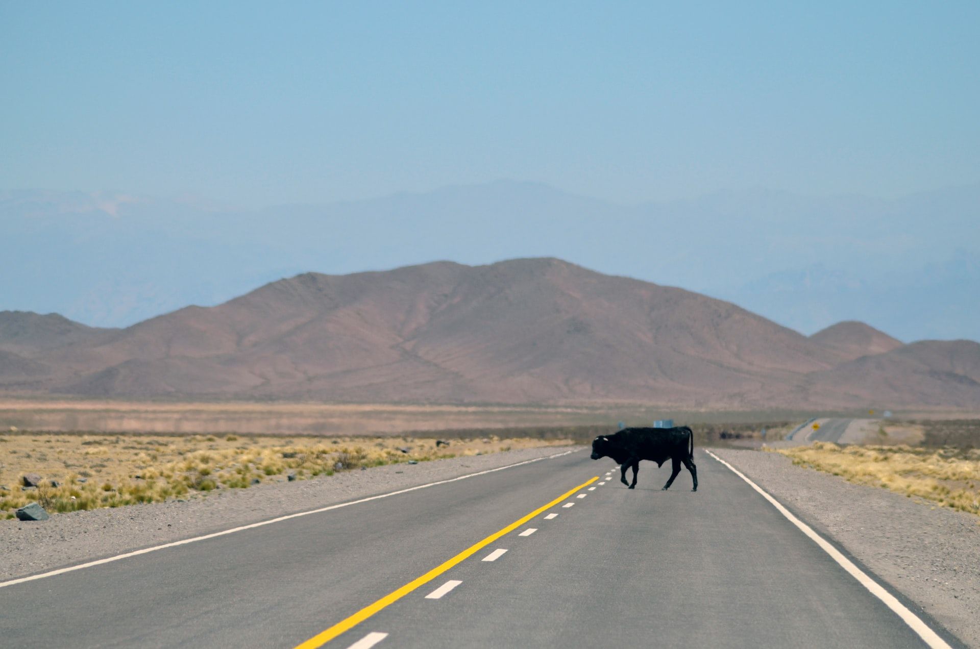 Una vaca cruza la carretera en la provincia de Salta, Argentina, país donde el consumo de carne ha caído a causa de la inflación. UNSPLASH/AGUSTÍN LAUTARO