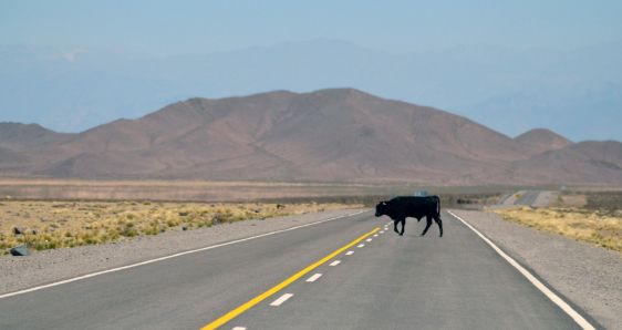 Una vaca cruza la carretera en la provincia de Salta, en el noroeste de Argentina. UNSPLASH/AGUSTÍN LAUTARO