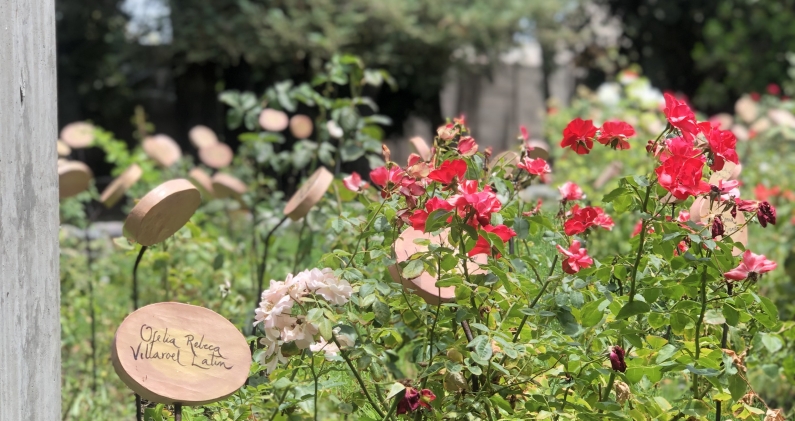 La antigua rosaleda de Villa Grimaldi recuerda hoy a las mujeres detenidas durante la dictadura que continúan desaparecidas. BS