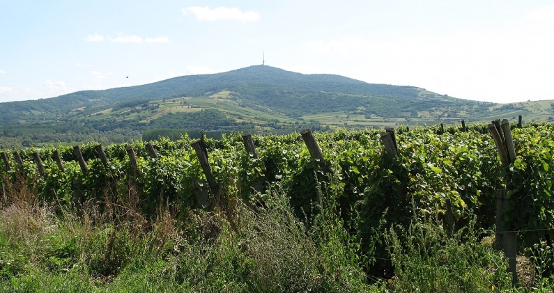 El monte Tokai, eje del paisaje vitivinícola que da nombre a una de las regiones históricas del vino en Hungría. JEZW