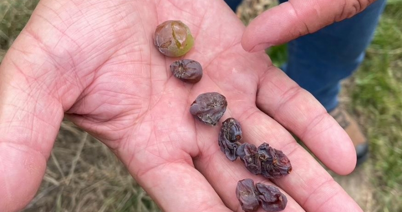 Uvas afectadas por botrytis en distintas fases, el hongo que da origen al característico vino dulce de la región. JB