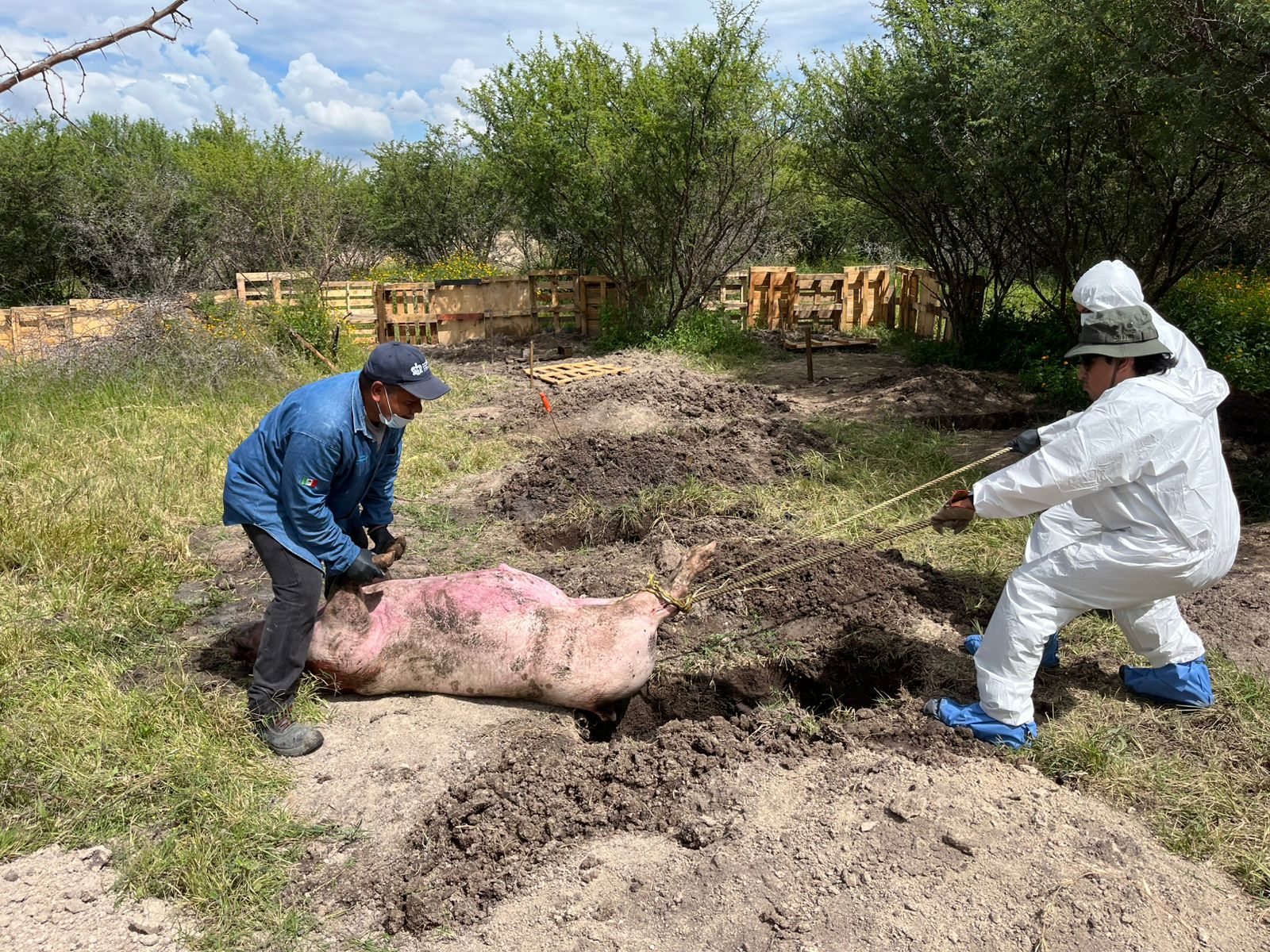Un equipo de investigación deposita un cerdo en una fosa en Jalisco, en pruebas forenses destinadas a mejorar la búsqueda de personas desaparecidas. CORTESÍA