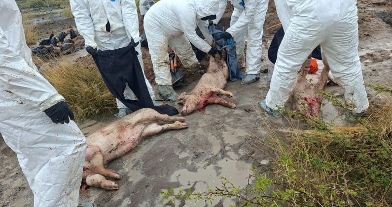 Equipo forense prepara cerdos para un ejercicio experimental de enterramiento en Cajititlán, Jalisco. CEDIDA