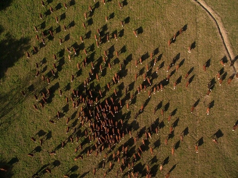 Vacas en la provincia argentina de Tucumán. UNSPLASH/NICOLÁS PERONDI Vacas en la provincia argentina de Tucumán. UNSPLASH/NICOLÁS PERONDI