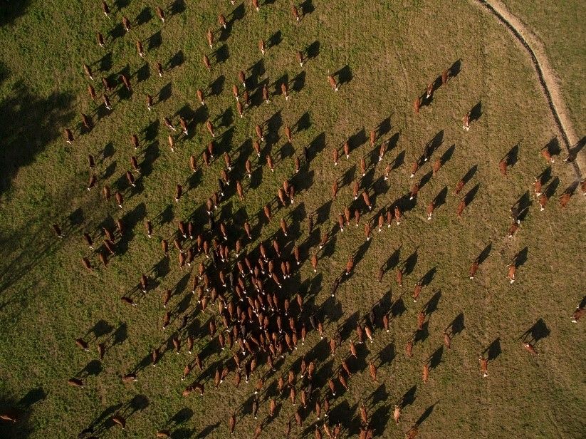 Vacas en la provincia argentina de Tucumán. UNSPLASH/NICOLÁS PERONDI