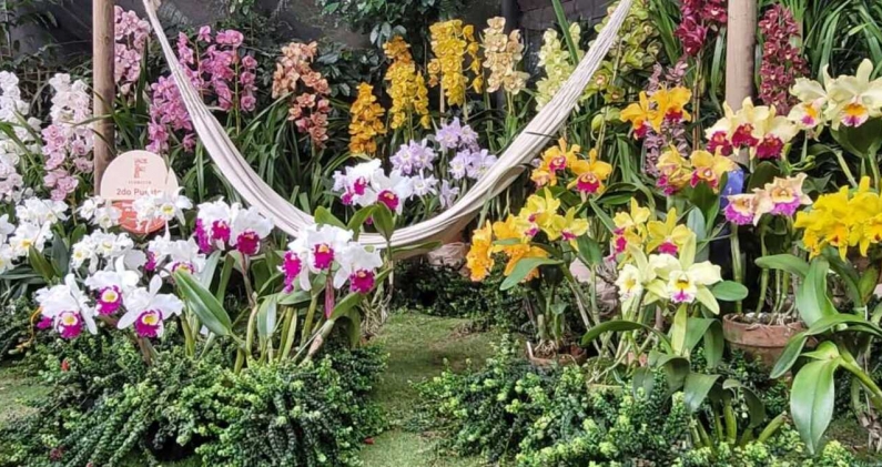 Más de 3.000 ejemplares florecidos se exhiben durante Florecer, en el Jardín Botánico de Medellín. CORTESÍA Más de 3.000 ejemplares florecidos se exhiben durante Florecer, en el Jardín Botánico de Medellín. CORTESÍA