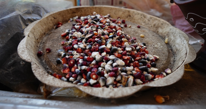 Granos de maíces rojos y negros seleccionados para hacer nuevos sembradíos de maíz, conocidos en Xochimilco como milpas. DTP Granos de maíces rojos y negros seleccionados para hacer nuevos sembradíos de maíz, conocidos en Xochimilco como milpas. DTP