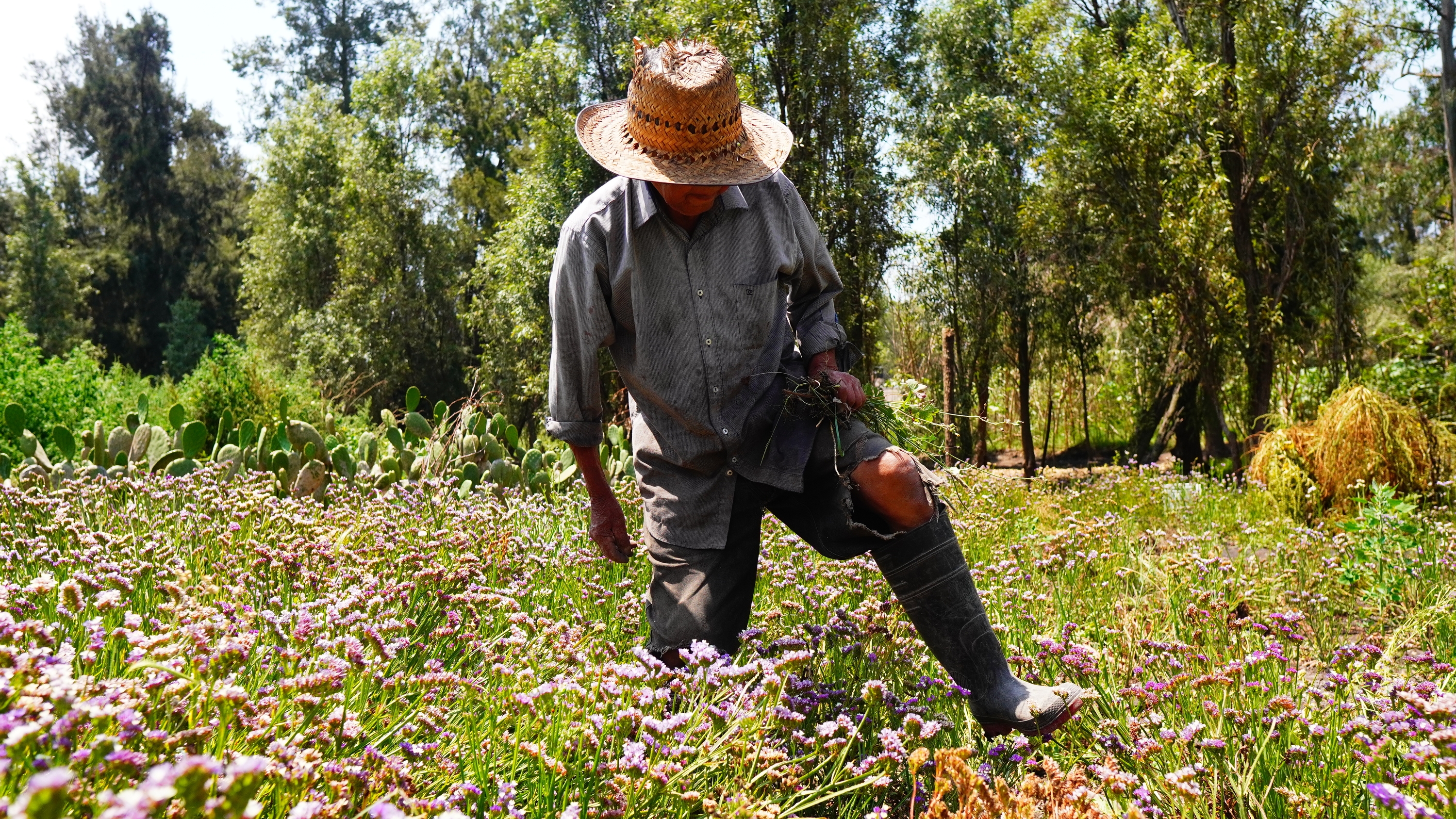 José Miguel Flores en su chinampa caminando con pasos altos para no pisar las flores de estatil. DIEGO TORRES PANTÍN