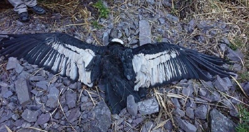 Ejemplar de cóndor hallado muerto por ingesta de plomo en Jujuy, Argentina. PROGRAMA DE CONSERVACIÓN DEL CÓNDOR ANDINO