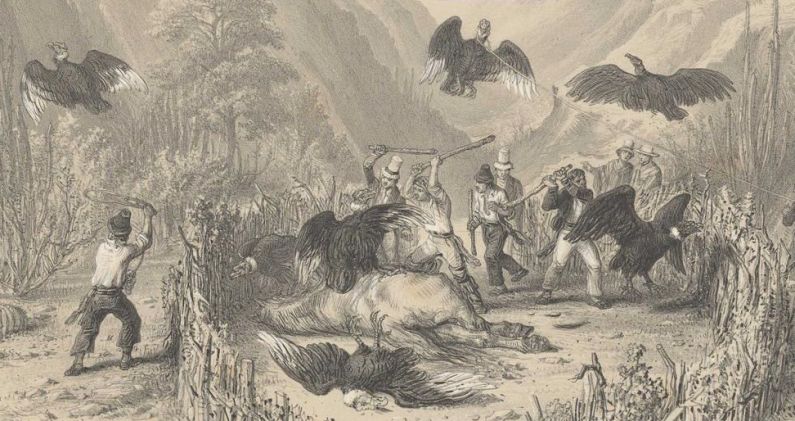 Grabado de F. Lehnert de la caza del cóndor publicado en el 'Atlas de la historia física y política de Chile' (1854). ARCHIVO Grabado de F. Lehnert de la caza del cóndor publicado en el 'Atlas de la historia física y política de Chile' (1854). ARCHIVO