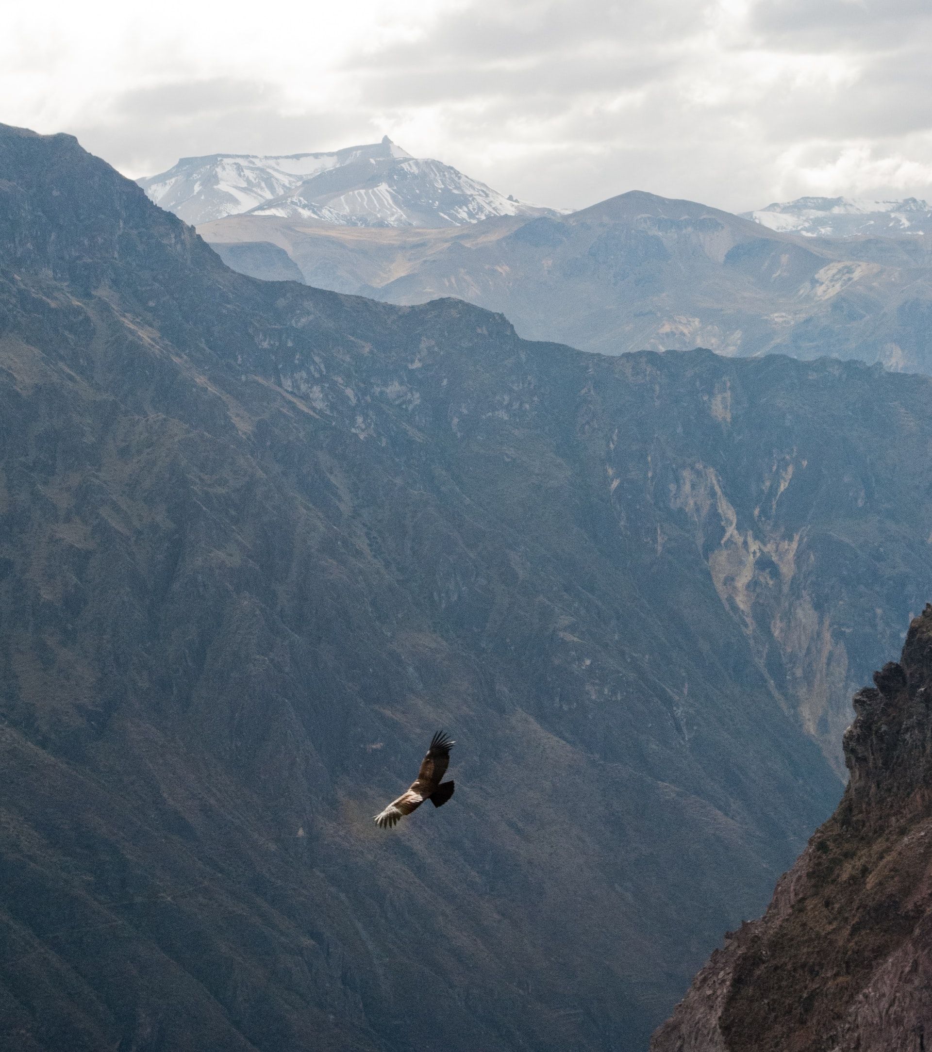 Un cóndor sobrevuela el Cañón de Colca, en Perú, en 2020. UNSPLASH/ADELE BEAUSOLEIL