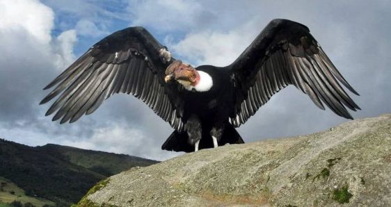 El cóndor, ave de gran simbolismo en los Andes que ahora se encuentra en peligro. ARCHIVO