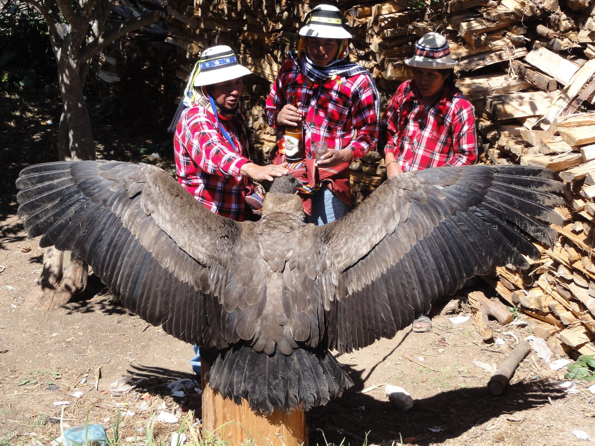 Un cóndor, en una Yaguar Fiesta en Cotabambas, Perú. FLICKR/GENUINNO CON LICENCIA CC BY-NC-SA 2.0 