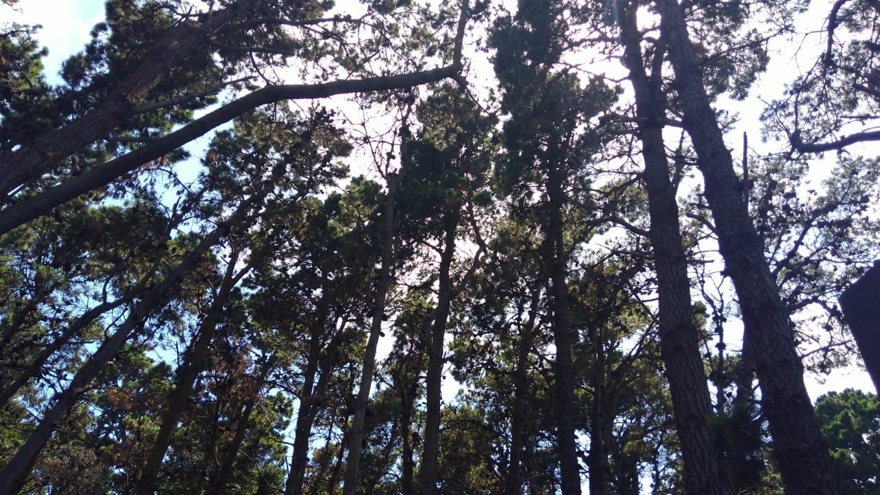 Bosque del Mar de las Pampas, en el partido de Villa Gesell. CELINA CAPPELLO