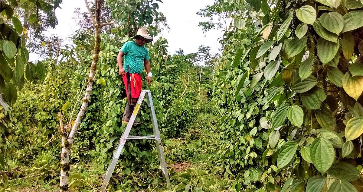 Neyder Fernando Culchac, en tierras dedicadas al cultivo de pimienta en Valle del Guamuez, Colombia. CORTESÍA