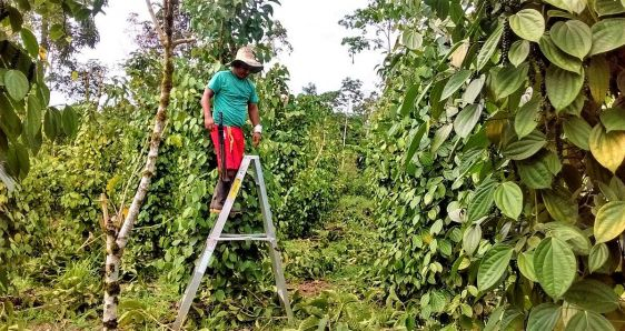 Neyder Fernando Culchac, en tierras dedicadas al cultivo de pimienta en Valle del Guamuez, Colombia. CORTESÍA