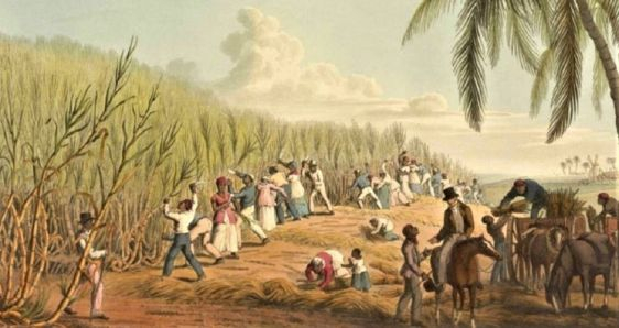 Ilustración de esclavos cortando caña de azúcar en la Cuba colonial. ARCHIVO
