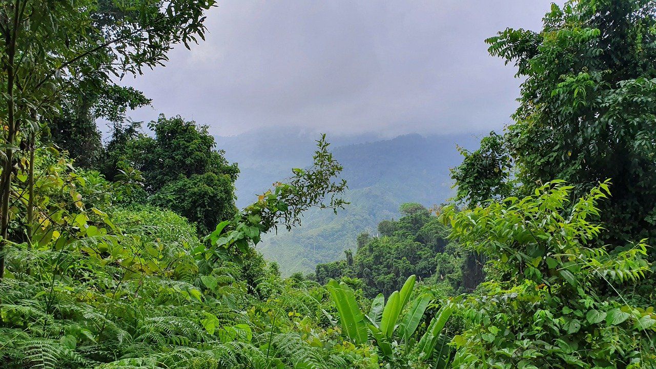 En Colombia, los líderes medioambientales están expuestos al peligro por la falta de protección gubernamental. PIXABAY/VÍCTOR CASTAÑO