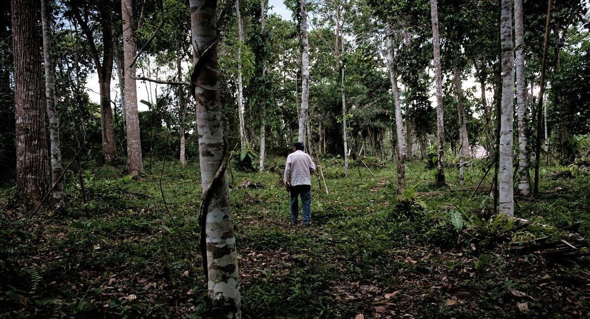 Abraham Guevara pasea por su plantación de ayahuasca en Mazán, cerca de la ciudad peruana de Iquitos, capital del turismo esotérico. PABLO MIRANZO