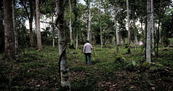 Abraham Guevara pasea por su plantación de ayahuasca en Mazán, cerca de la ciudad peruana de Iquitos, capital del turismo esotérico. PABLO MIRANZO