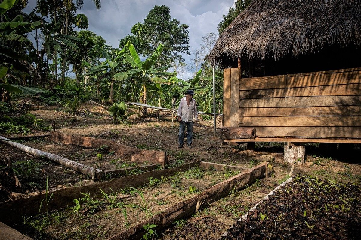 Abraham Guevara, cultivador de ayahuasca, en Mazán, en su huerto lleno de plantas de la selva. PABLO MIRANZO