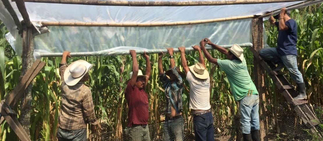 Los campesinos ch'orti' de Guatemala atenúan el corredor seco ASORECH C LÓPEZ