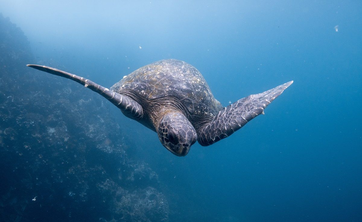 Una tortuga en las Galápagos, territorio del Ecuador incluido en el Corredor Marino del Pacífico. UNSPLASH/DUSTIN HANEY
