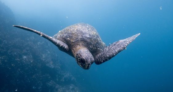 Una tortuga en las Galápagos, territorio del Ecuador incluido en el Corredor Marino del Pacífico. UNSPLASH/DUSTIN HANEY