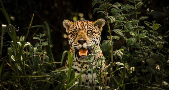 Ejemplar de jaguar, el tigre de las Américas, en el Parque Nacional del Pantanal Matogrossense (Brasil). LEONARDO RAMOS CC BY-SA 4.0