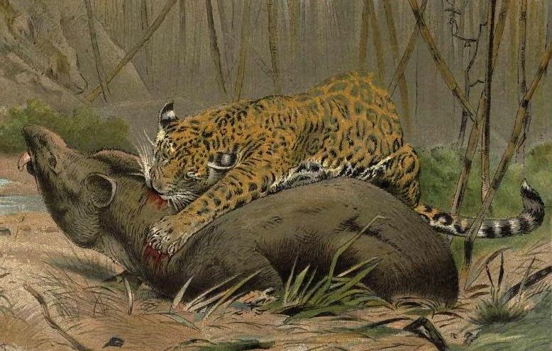 Ilustración de Wilhelm Kuhnert (1901) de un jaguar dando caza a un tapir. ARCHIVO Ilustración de Wilhelm Kuhnert (1901) de un jaguar dando caza a un tapir. ARCHIVO
