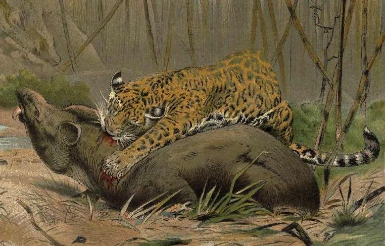 Ilustración de Wilhelm Kuhnert (1901) de un jaguar dando caza a un tapir. ARCHIVO