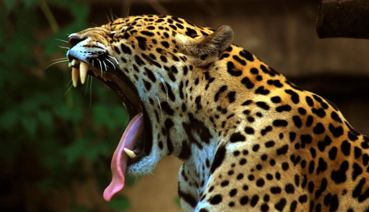 Un jaguar enseña sus colmillos al bostezar. MARCUS OBAL