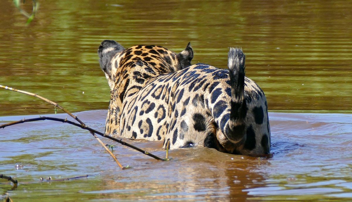 Un jaguar se baña en el río de São Lourenço, en Mato Grosso (Brasil). FLICKR/BERNARD DUPONT CC BY-SA 2.0