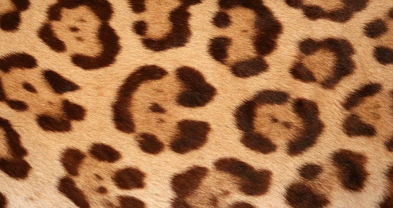 Las características manchas en forma de rosas de los jaguares sirven para camuflarse en la selva. FLICKR/ERIN CC BY-NC-ND 2.0