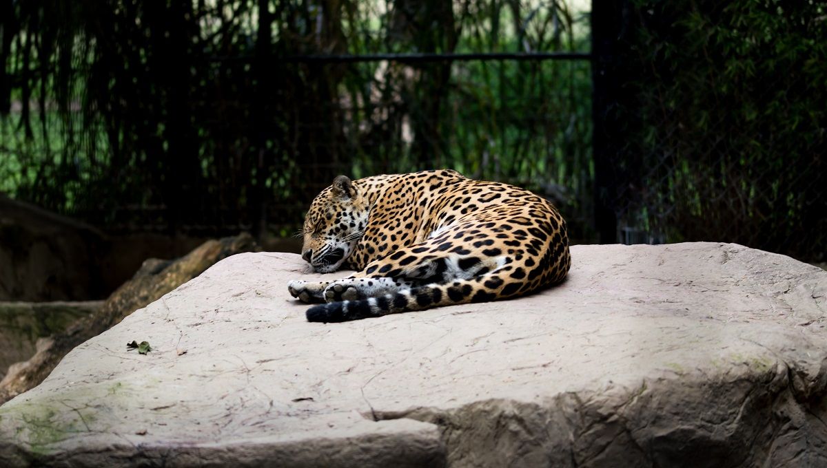 Ejemplar de jaguar en cautividad en el Zoológico de León, en México. UNSPLASH/URIEL SOBERANES