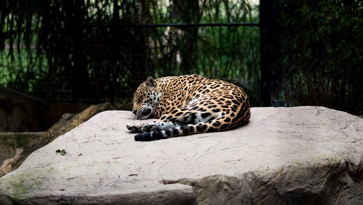 Ejemplar de jaguar en cautividad en el Zoológico de León, en México. UNSPLASH/URIEL SOBERANES Ejemplar de jaguar en cautividad en el Zoológico de León, en México. UNSPLASH/URIEL SOBERANES