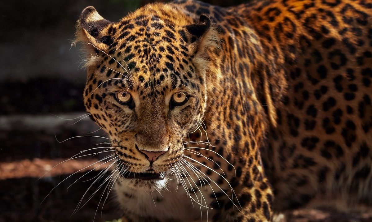 El jaguar distingue por su cabeza voluminosa, con un hocico corto y ojos grandes. PIXABAY/EDMONDLAFOTO