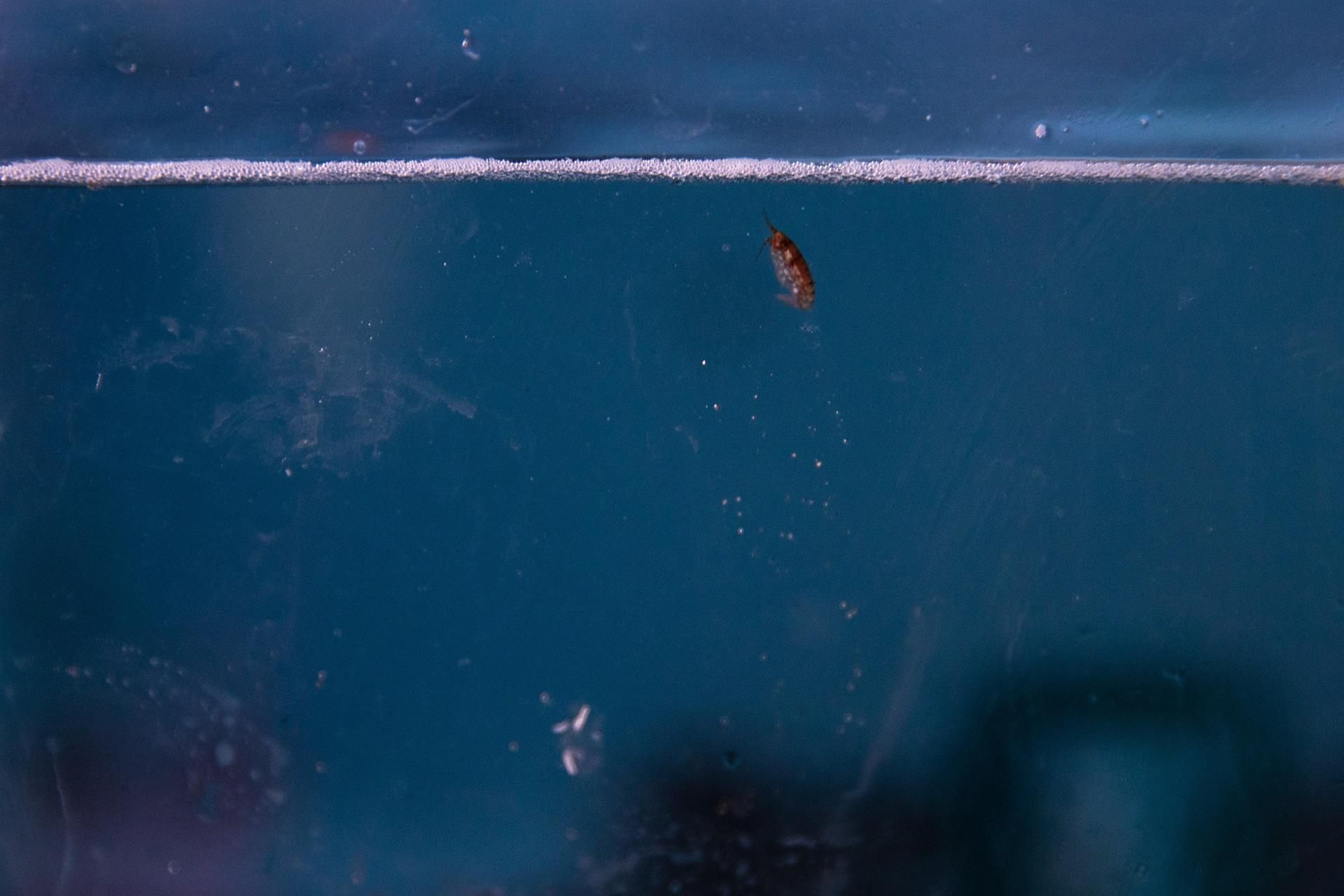 Ejemplar de krill, pequeños crustáceos que son la base alimenticia de muchos depredadores marinos, en las instalaciones de la base antártica Profesor Julio Escudero. EFE/ALBERTO VALDÉS